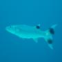 DSC00053.JPG
